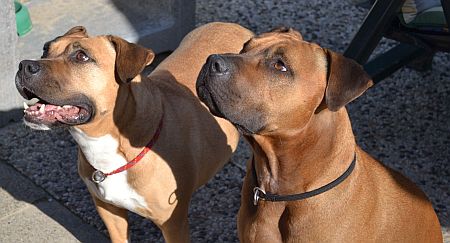 Roja in her new home with her best friend Vito - rehoming