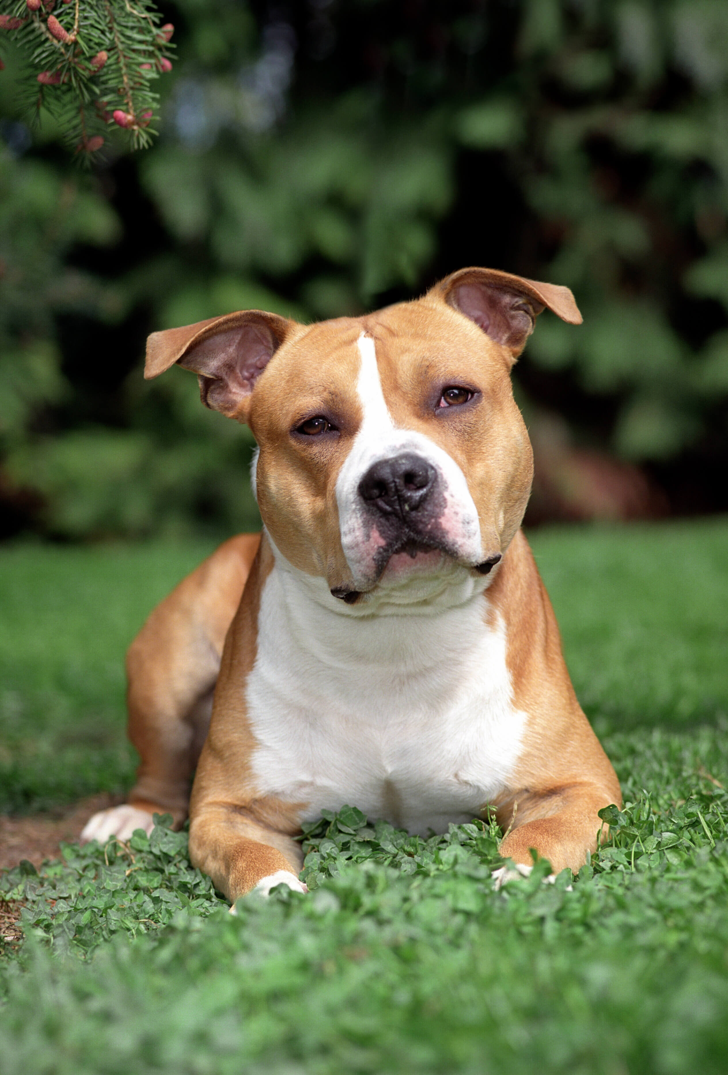 Breed information - American Staffordshire Terrier kennel Old Hickory