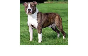 TKO Old Hickory Barney