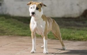 Hickory Junior Golden Girl