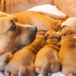 Pups Sindy x Goan