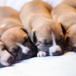Pups Sindy x Goan